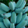 Usted puede cultivar estos deliciosos plátanos azules de Java con sabor a helado de vainilla